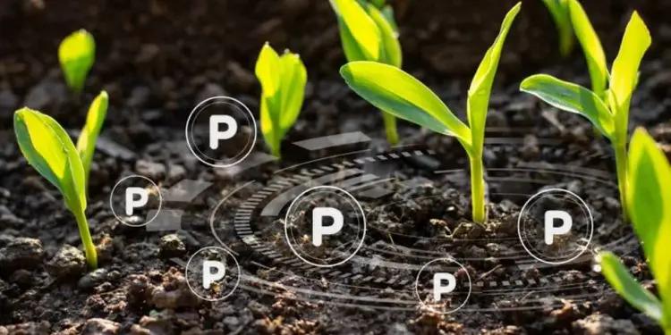 Pesquisa de fertilizantes terá parceria da Embrapa e Universidade americana 1 Pesquisa busca desenvolver a eficiência de fosfatados de solos da Carolina do Norte (EUA) e no Cerrado Brasileiro.