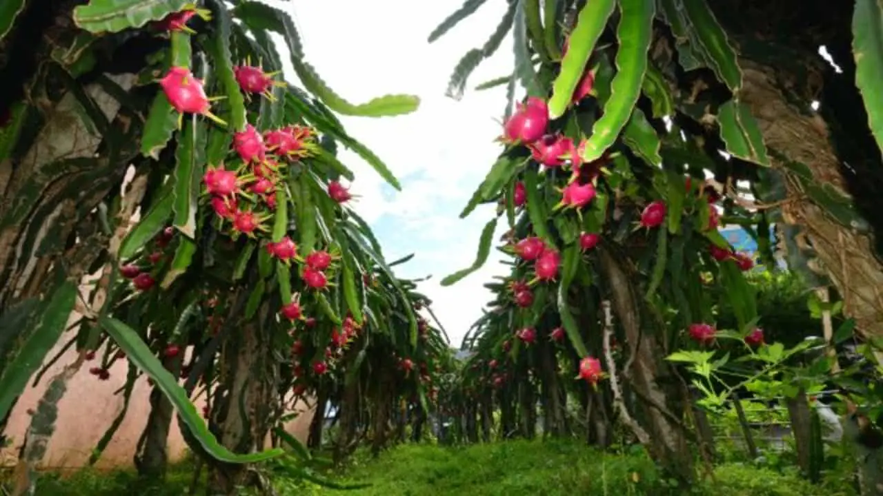 Plantas têm maior potencial produtivo. 