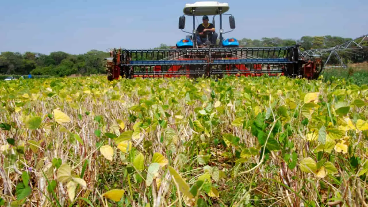 Área de feijão é a menor já registrada; produtividade deve garantir abastecimento 3 Primeira safra já está praticamente finalizada; colheita da 2ª safra já começou.