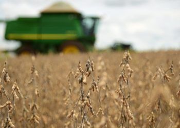 Produção de grãos deve crescer 15,2% na safra 2022/23, um recorde da série.