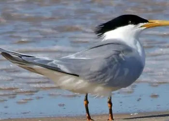 Quatro aves suspeitas são da espécie trinta-réis de bando, a mesma dos primeiros casos.