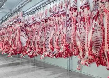 Receita de exportações de carne bovina caem 43% em abril.