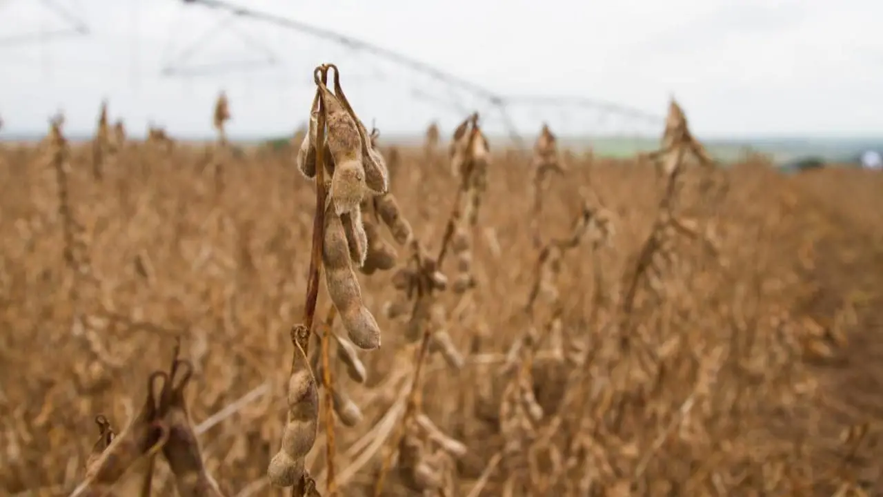 Região Sul segue com maior número de financiamentos do Plano Safra. 