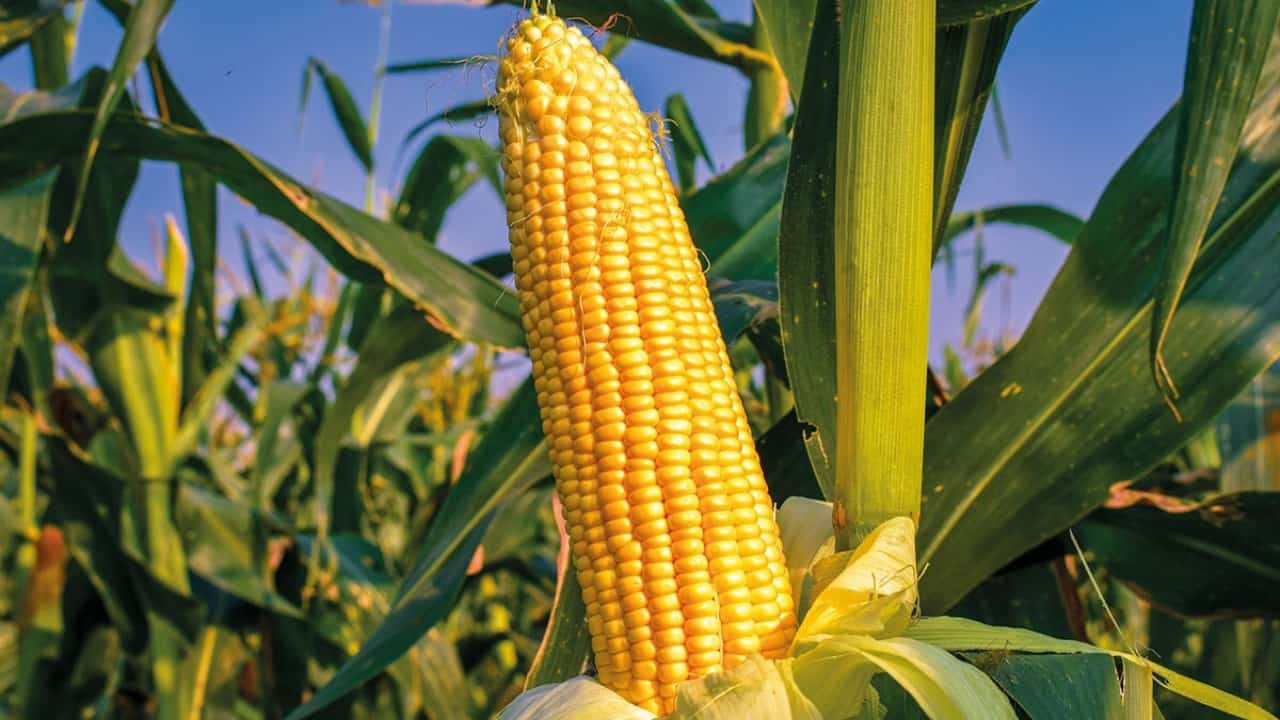 Safra de milho deve chegar a 125,5 milhões de toneladas, quase 11% maior. 