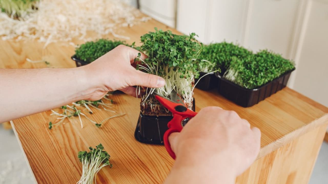 São opções rentáveis ​​para horticultores para aumentar fluxo de caixa, pela agilidade das colheitas.