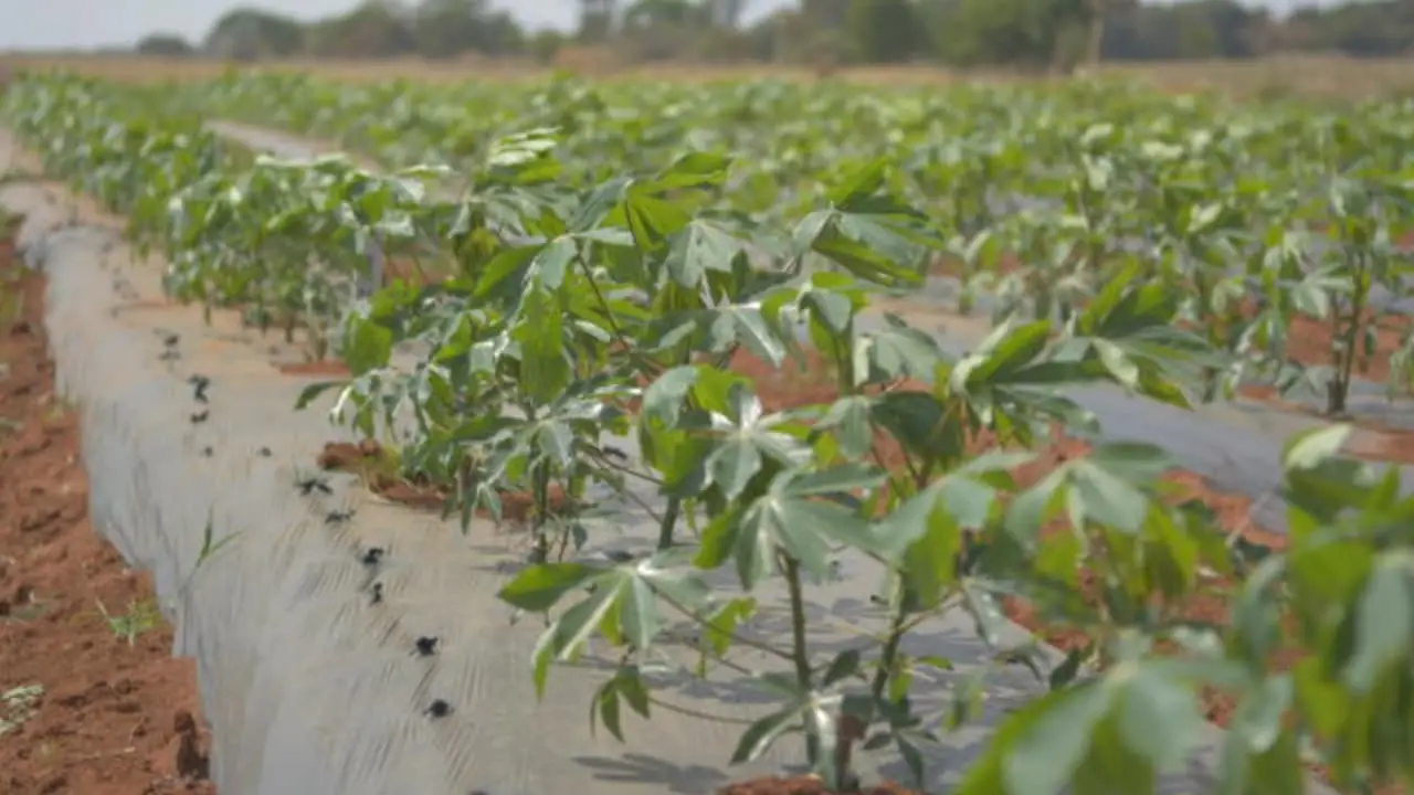 Cobertura do solo pode aumentar produtividade da mandioca em quase 90% 3 Sistema contribui com aumento de raízes e manutenção de umidade do solo.