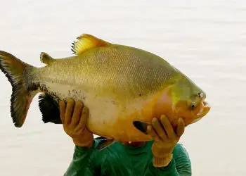 Espécie de tambaqui é o peixe nativo mais produzido no Brasil.