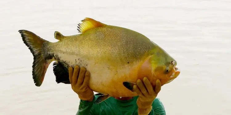 Espécie de tambaqui é o peixe nativo mais produzido no Brasil.