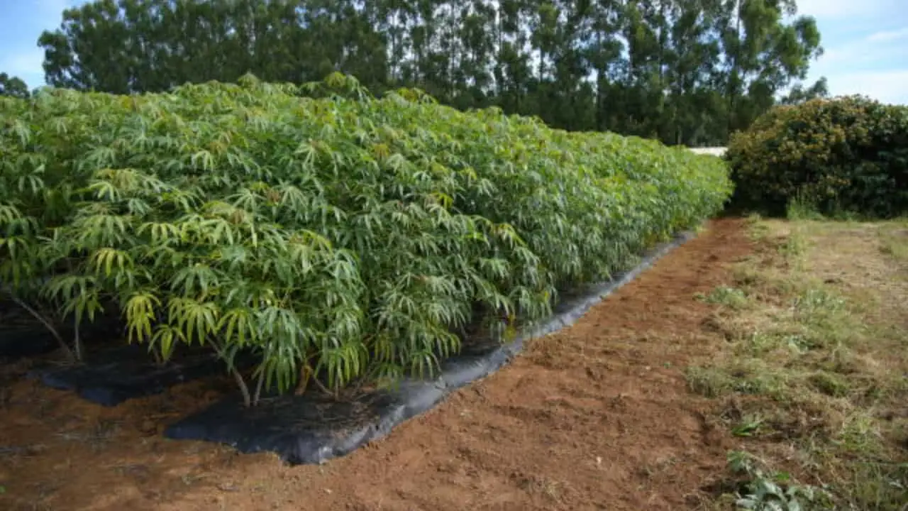 Cobertura do solo pode aumentar produtividade da mandioca em quase 90% 2 Tecnologia da Embrapa junto com a irrigação aumenta produtividade em até 90%.