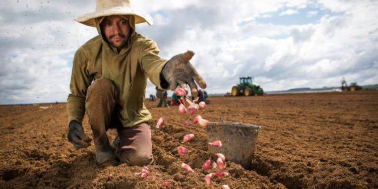 Tecnologia de limpeza de vírus aumentou resistência da planta.