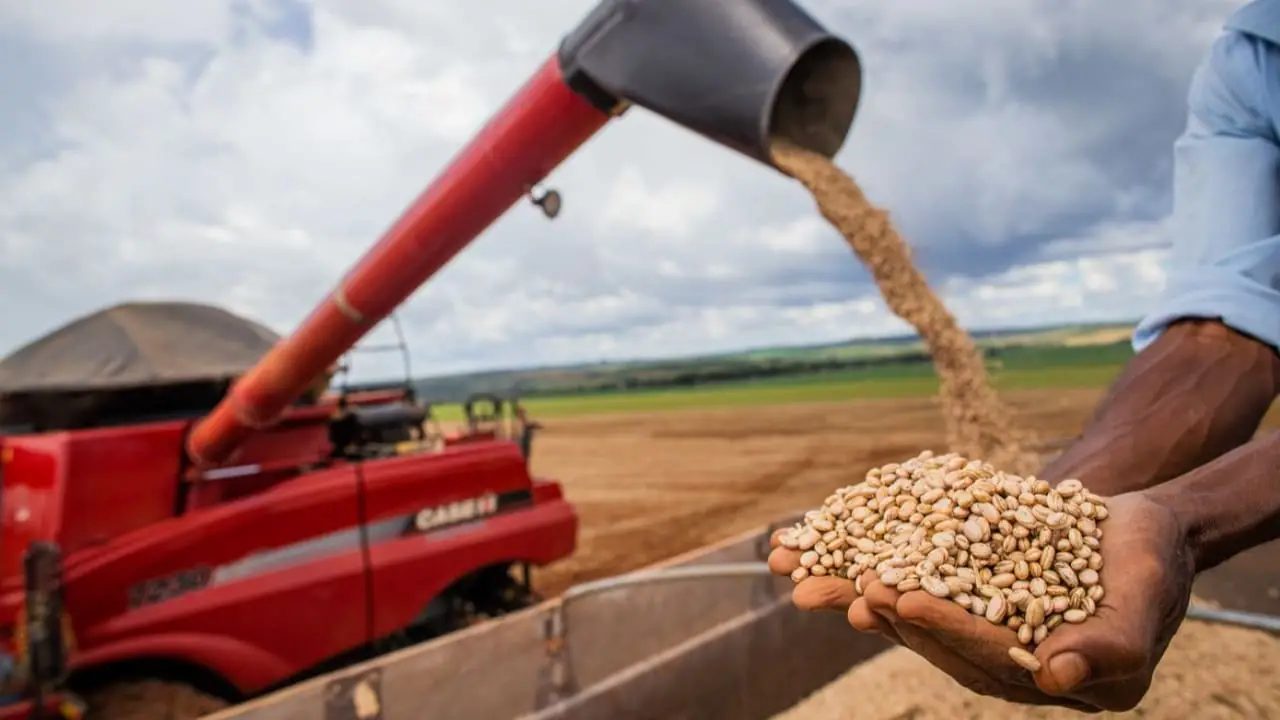 Área de feijão é a menor já registrada; produtividade deve garantir abastecimento 2 Tecnologia e clima favorável impulsionam produtividade de feijão.