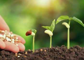 Uso de fertilizantes minerais, orgânicos e organominerais na agricultura cresce.