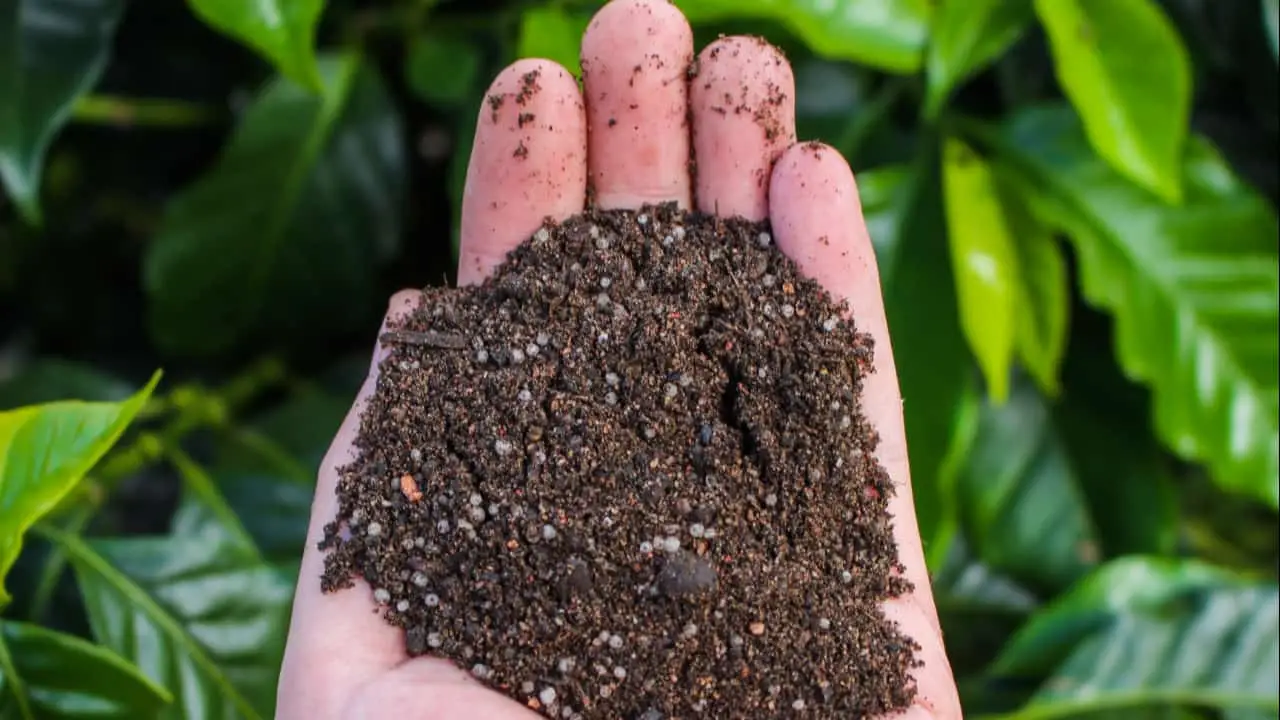 Utilização de fertilizantes orgânicos e organominerais trazem eficiência nutritiva às plantas.