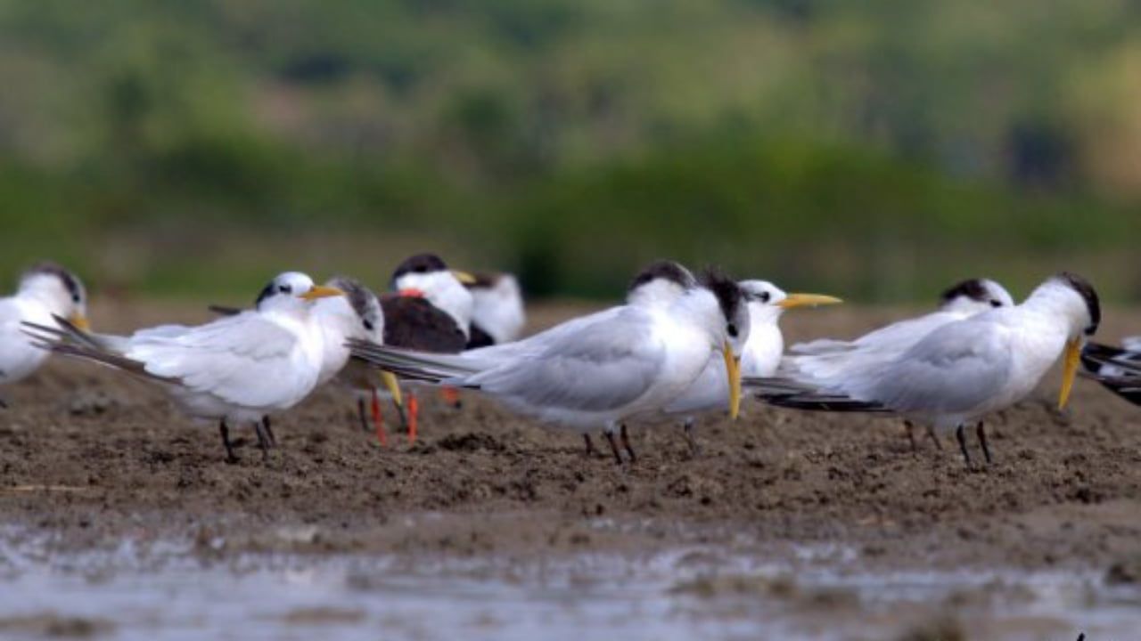 Brasil já registra 50 casos de gripe aviária em aves silvestres.