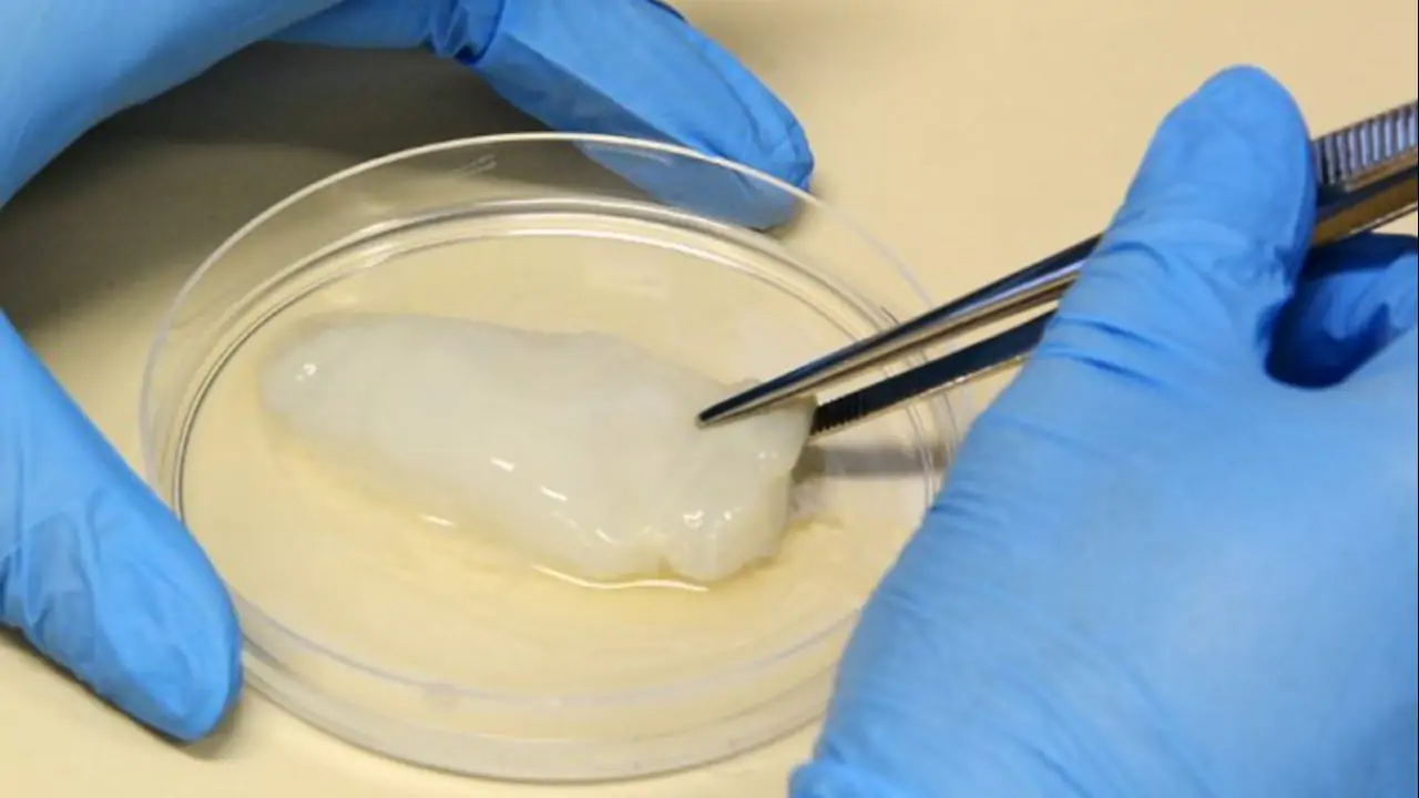Embrapa também desenvolve carne de frango cultivada em laboratório. 