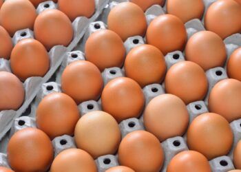 Exportações brasileiras de ovos