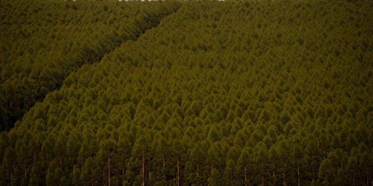 florestas de eucalipto