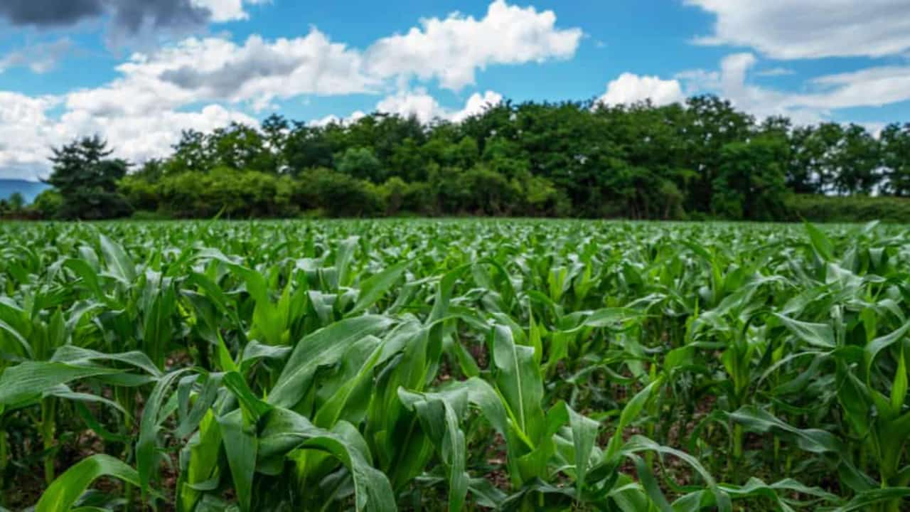 Goiás foi destaque na preservação de florestas aliado à produção agropecuária. 