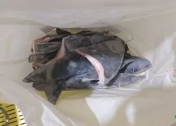 barbatana