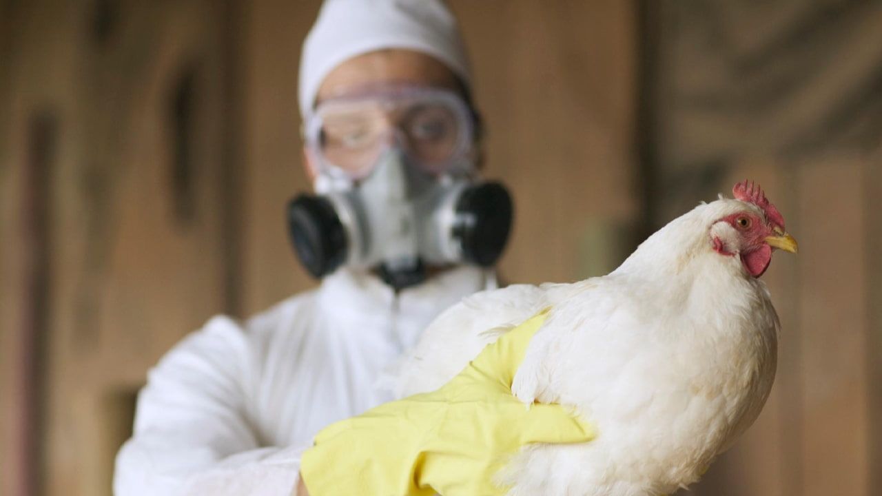Influenza aviária de baixa patogenicidade é a forma leve da doença.