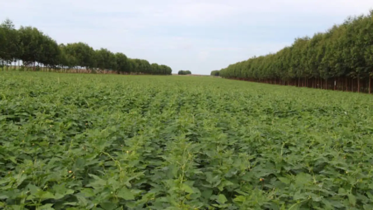 Lula ressaltou em entrevista a produção agropecuária sustentável. 