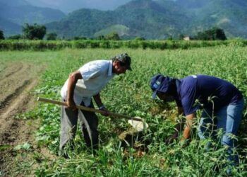 Plano Safra da agricultura familiar