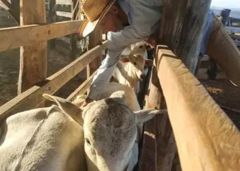 vacinação contra raiva