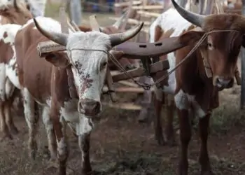 Romaria de Trindade: desfile reúne cerca de 300 carreiros, cavaleiros e muladeiros