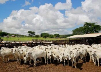 Abate de bovinos alcançou 7,34 milhões de cabeças no 1º trimestre de 2023.