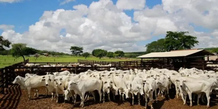 Abate de bovinos cresce 4,8% no 1º trimestre de 2023 1 Abate de bovinos alcançou 7,34 milhões de cabeças no 1º trimestre de 2023.