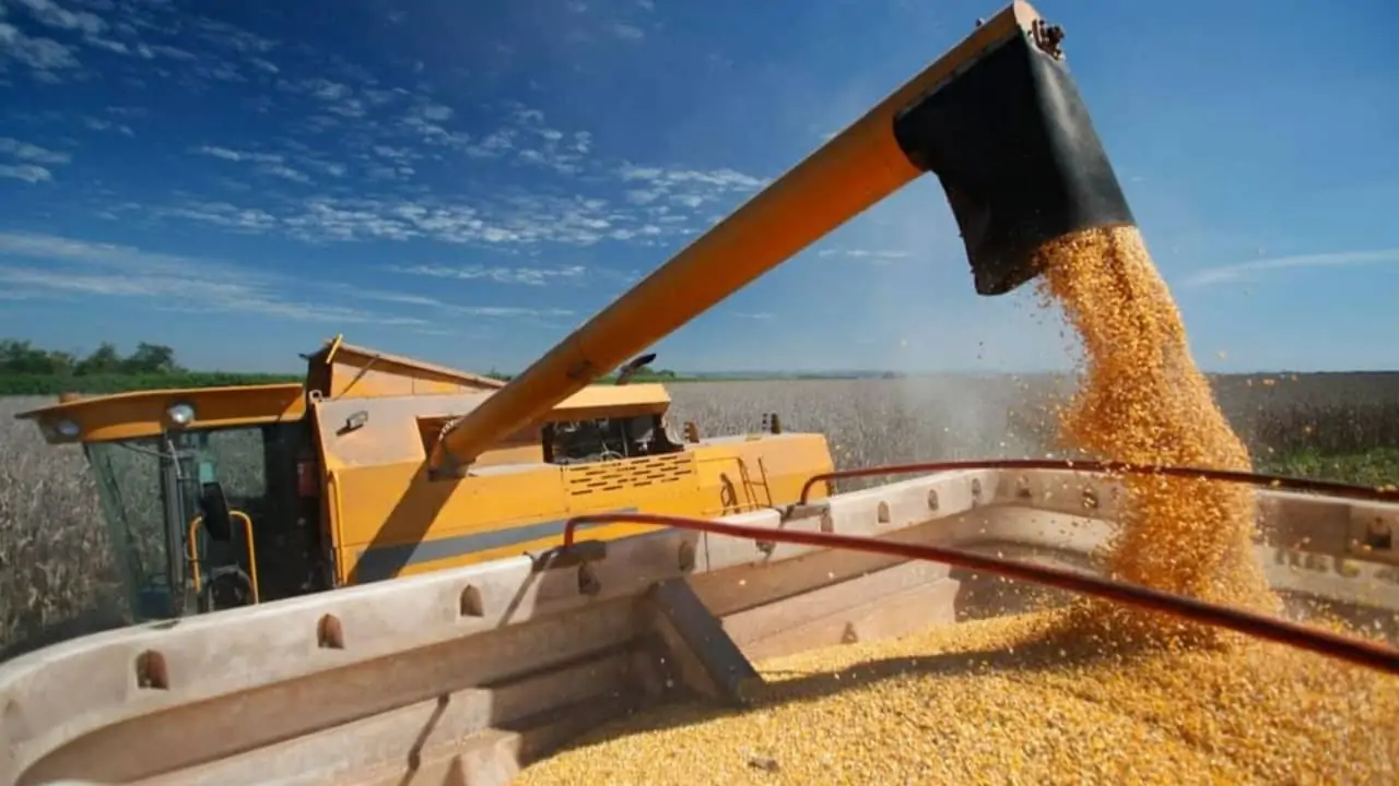 Agricultor espera melhora nas cotações e prêmios para voltar a comercializar.