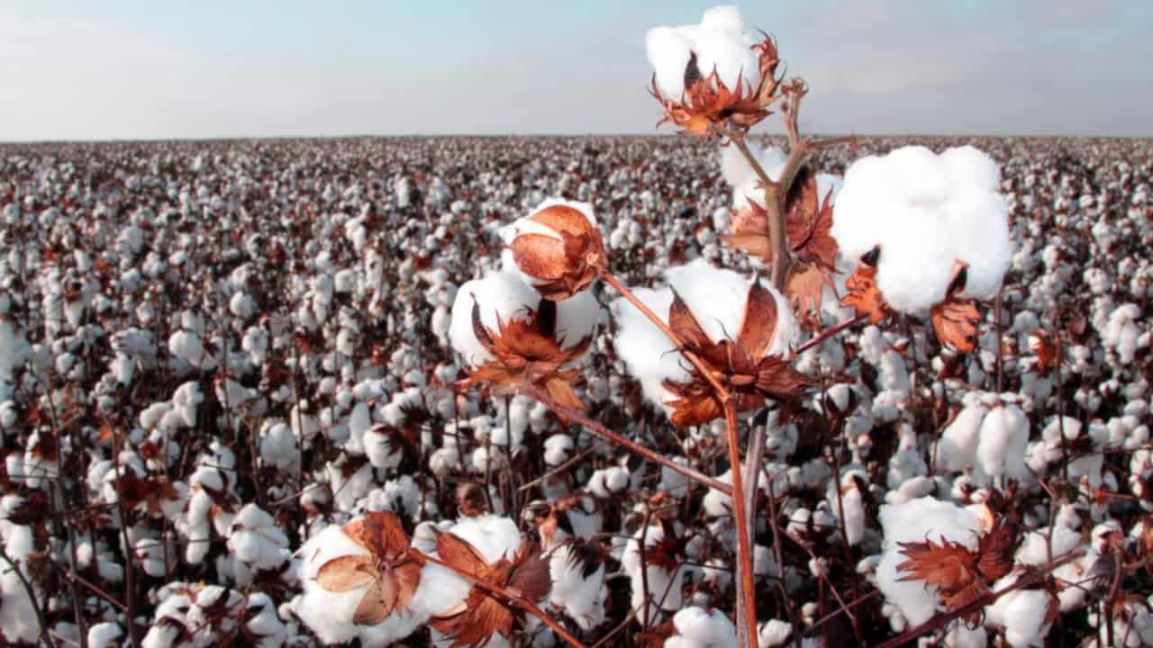 Agricultores que seguem recomendações podem garantir seguro rural. 