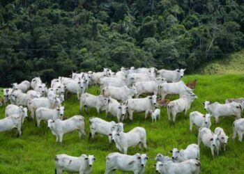 Aumento da produtividade agropecuária impulsiona preservação ambiental.