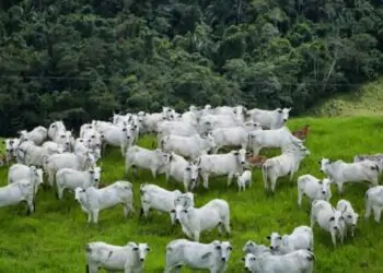 Aumento da produtividade agropecuária impulsiona preservação ambiental.