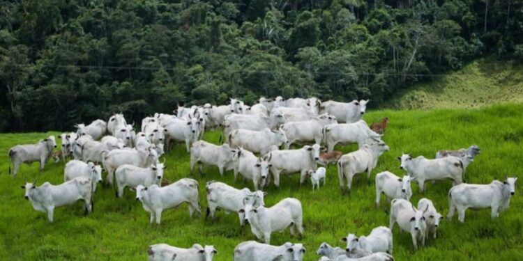 Aumento da produtividade agropecuária impulsiona preservação ambiental.