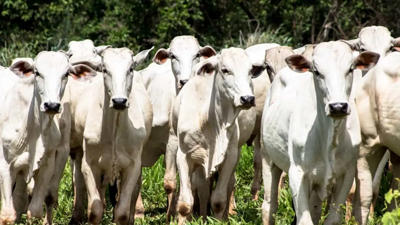 Abate de bovinos cresce 4,8% no 1º trimestre de 2023 3 Aumento no abate de fêmeas chama atenção no 1º trimestre de 2023.