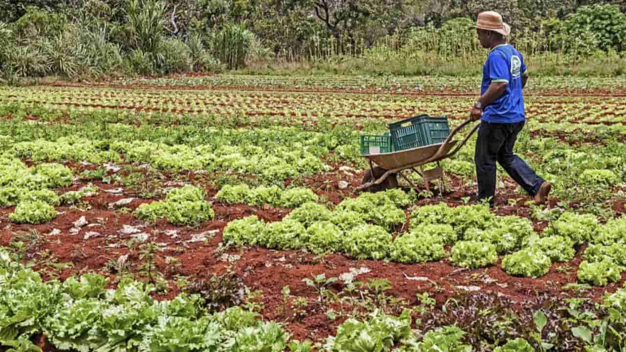 Cada agricultor familiar inscrito pode vender até R$ 15 mil reais em alimentos. 