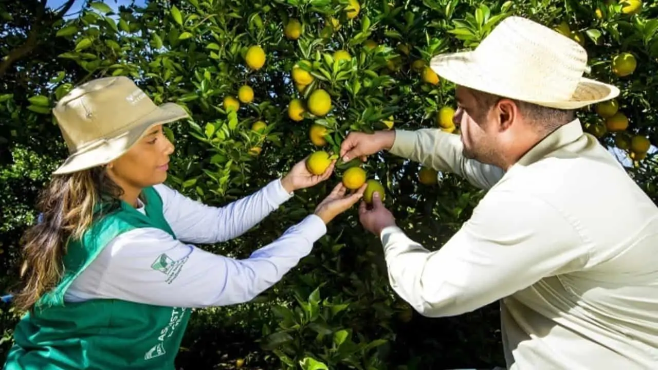 Cursos técnicos do agronegócio gratuitos estão com inscrições abertas 2 Cursos têm duração média de 2 anos com aulas presenciais e online.