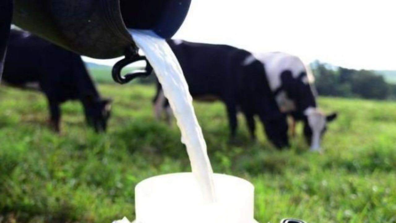 Entressafra da produção de leite no campo causou o efeito em cadeia.