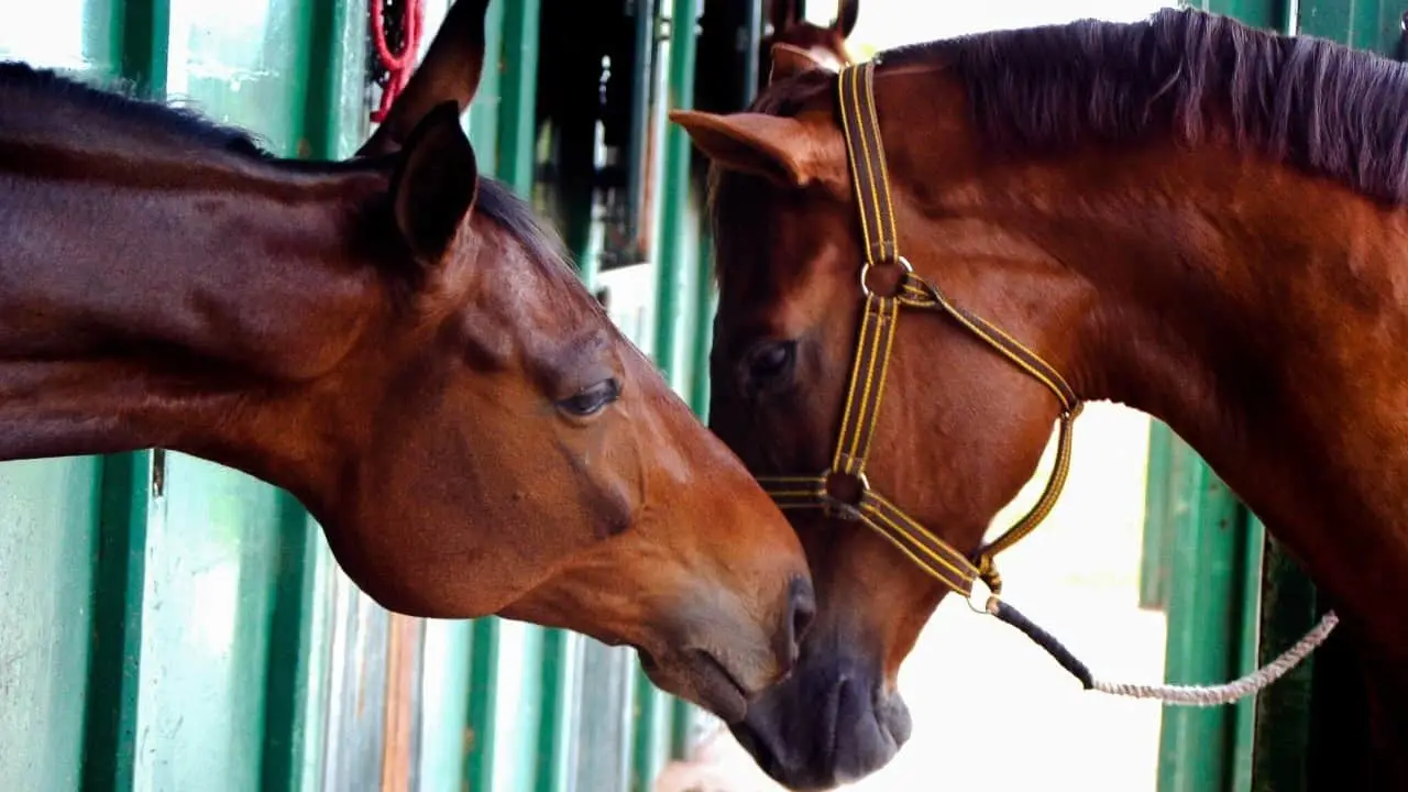 Cavalos