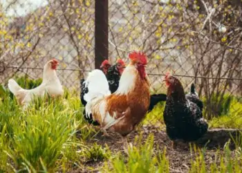 Foco em ave doméstica não restrições ao comércio internacional.