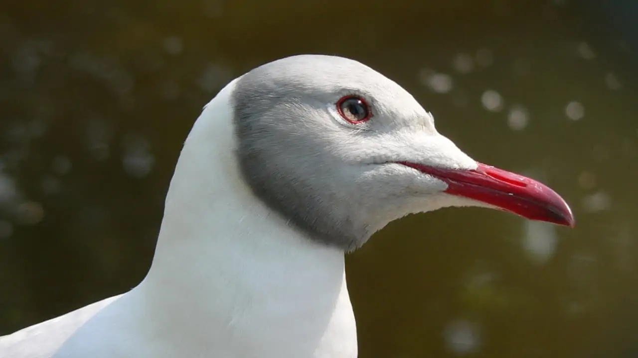 gaivota-de-cabeça-cinza