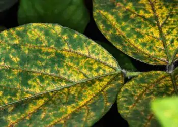 Genoma ajuda a entender como o fungo se adapta rápido às condições adversas, o que dificulta o seu controle.