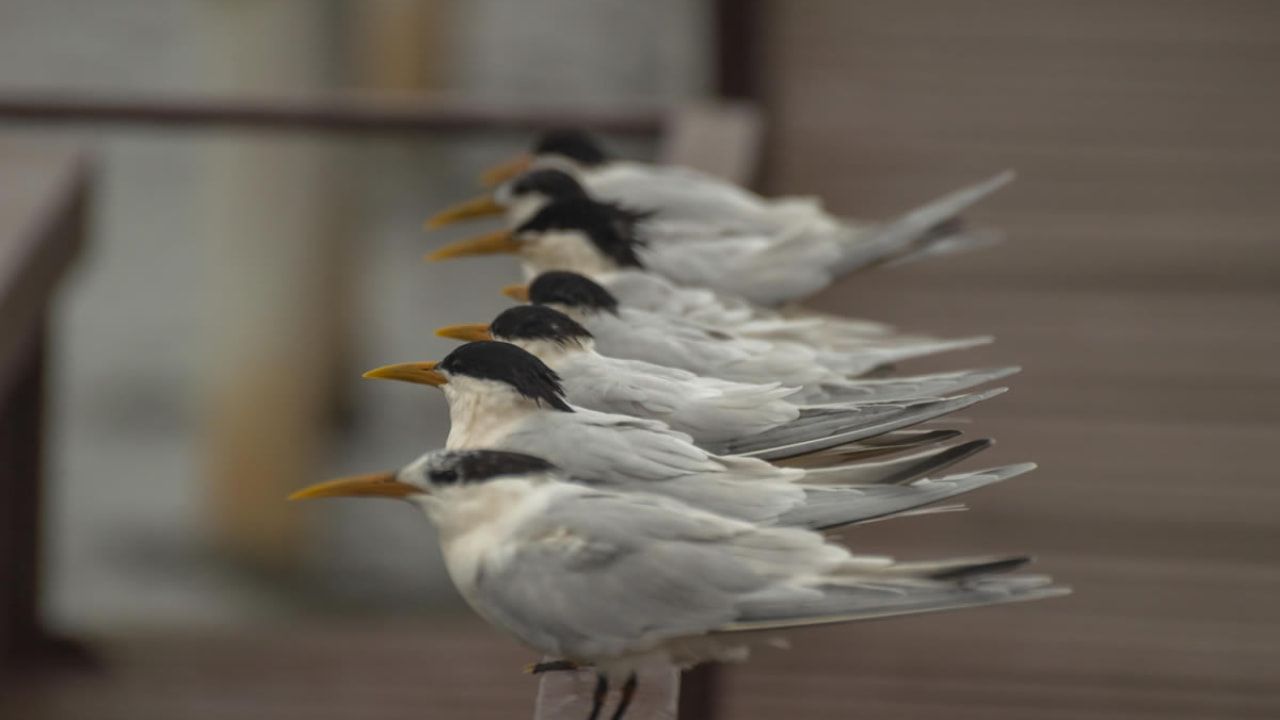 Maioria dos casos de gripe aviária são em aves marinhas da espécie trinta-réis de bando. 