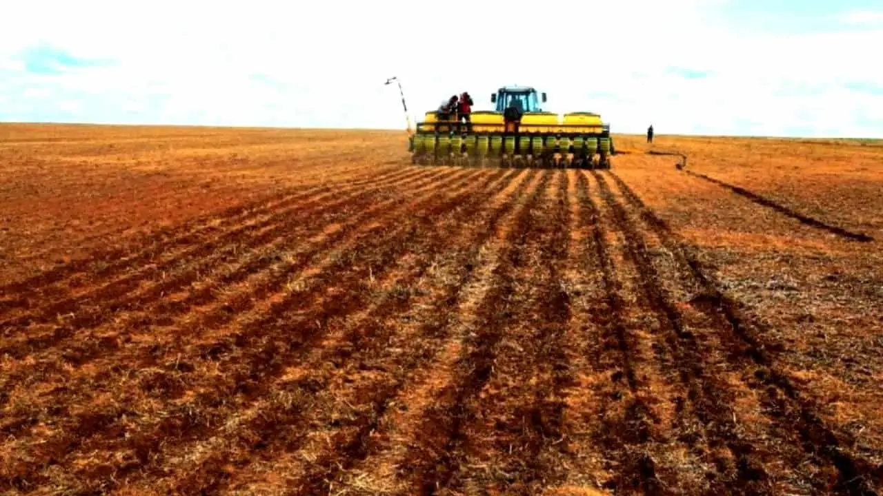 No período de 90 dias não se pode ter plantas vivas de soja nas áreas. 