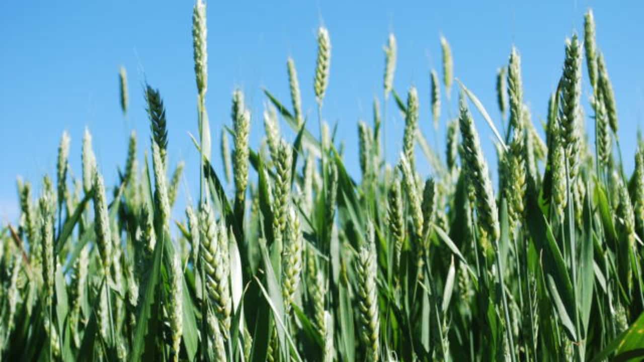 Pesquisa impulsionou cultivo do trigo em Goiás e nos estados do Cerrado. 