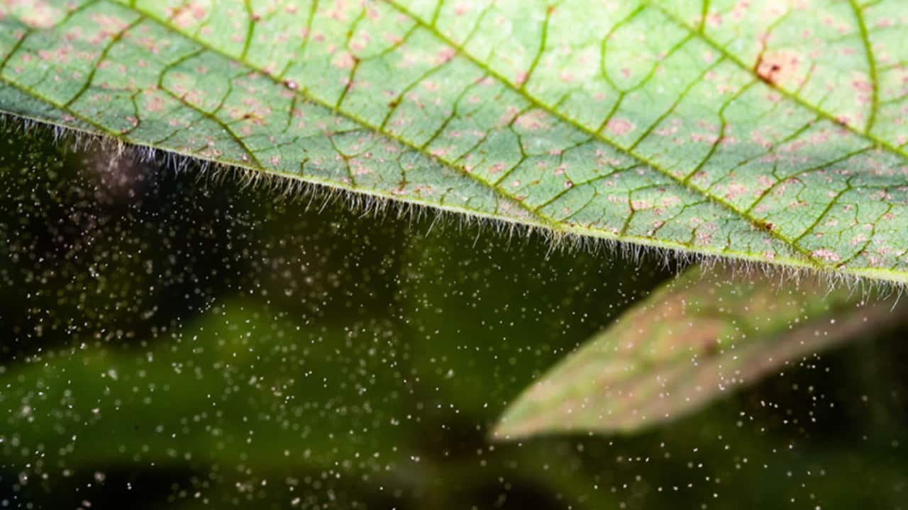 Pesquisas já testam o silenciamento de alguns genes essenciais do fungo, estratégia capaz de reduzir a gravidade da doença. 