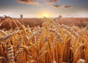 Produção goiana de trigo deve alcançar 183,9 mil toneladas na safra 2023.