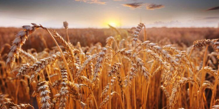 Produção goiana de trigo deve alcançar 183,9 mil toneladas na safra 2023.