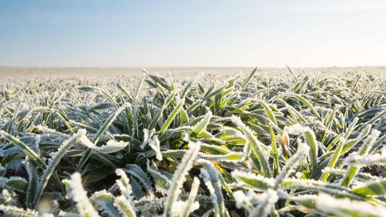 Queda de temperatura pode provocar: formação de geada na região Sul. 